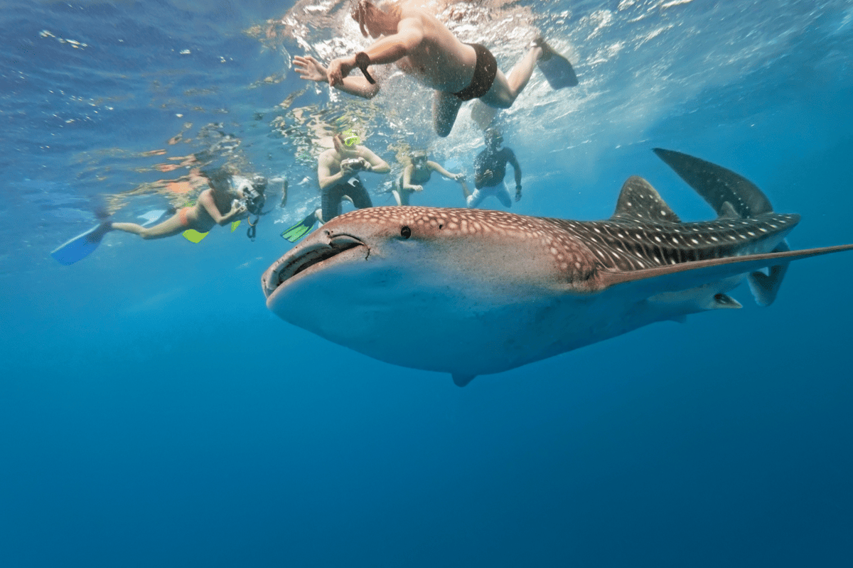 Verantwoord duiken en snorkelen: deze wateractiviteiten kun je beter niet doen op vakantie