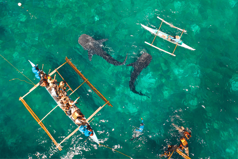 asia-philippines-oslob-whale-shark-watching