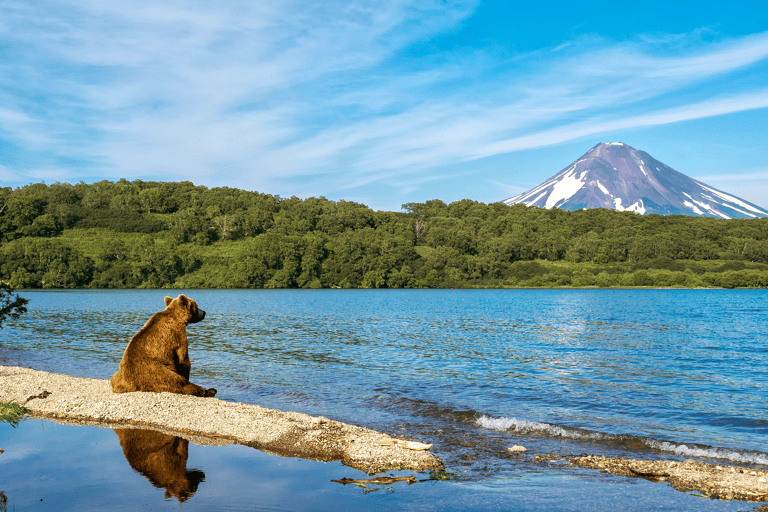 asia-russia-kamchatka-bear-ilyinsky-volcano