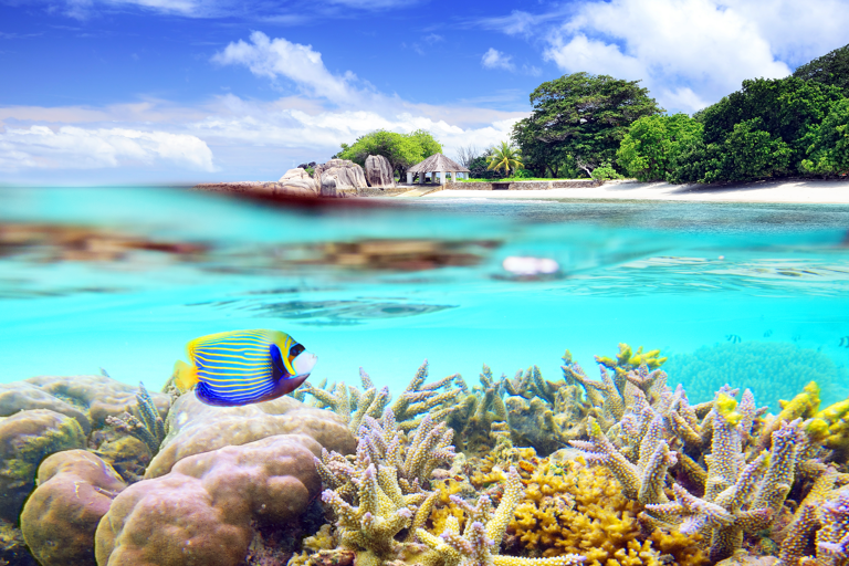 asia-seychelles-paradise-beach-under-water
