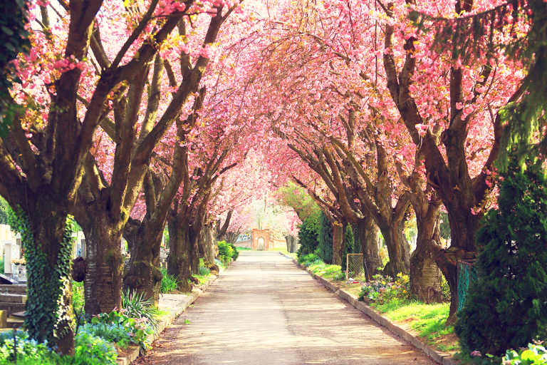 asia-south-korea-blossom-tree-path