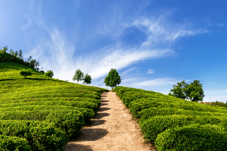 asia-south-korea-boseong-teaplantations-tea-fields