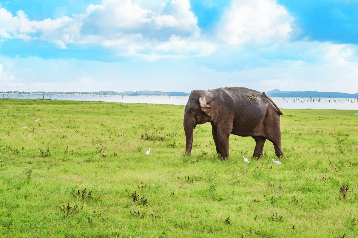 The ugly truth: waarom een ritje op een olifant niet leuk is