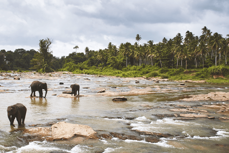 asia-sri-lanka-elephants-watering