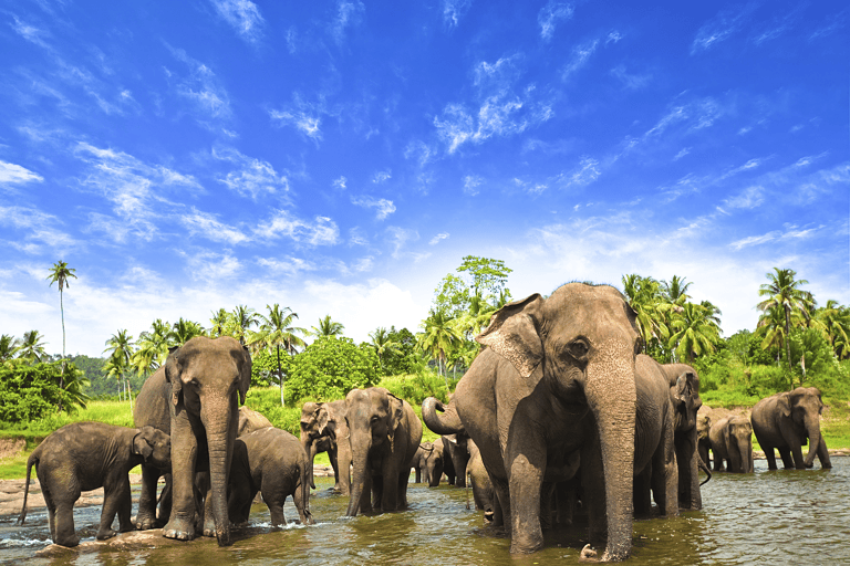 asia-sri-lanka-elephants
