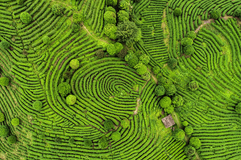 asia-sri-lanka-hillcountry-drone-panorama-tea-fields
