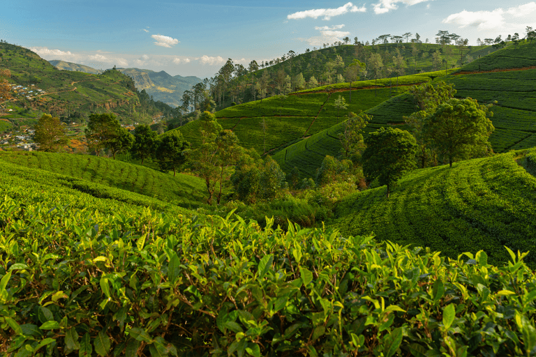 asia-sri-lanka-tea-plantages-hills-view-nuwara-eliya