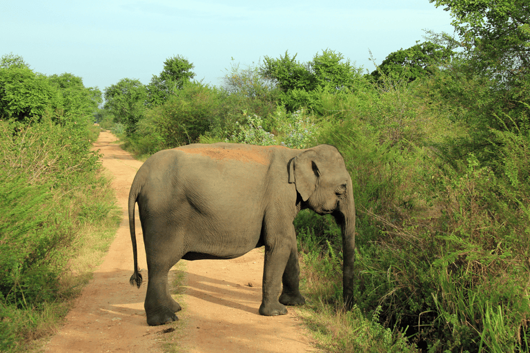 asia-sri-lanka-uda-walawe-elephant