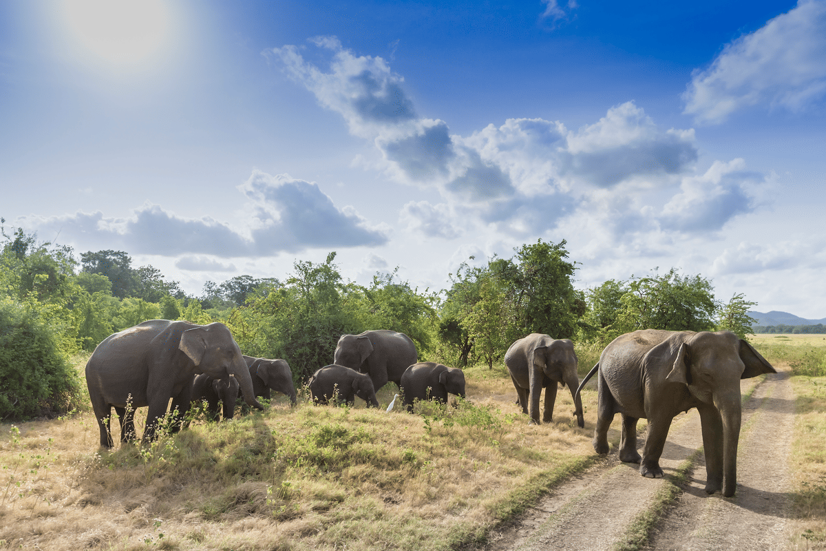 De mooiste safari bestemmingen ter wereld