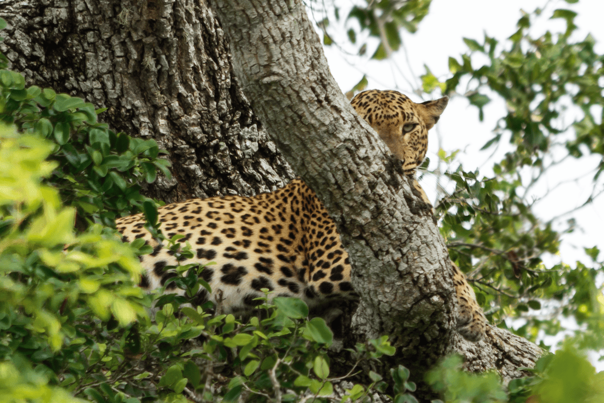 Top 5 des parcs africains pour rencontrer les Big Five!