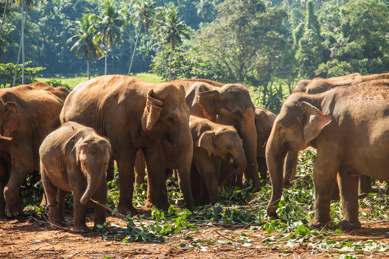 asia-sri-lanke-pinnewala-elephants-in-river