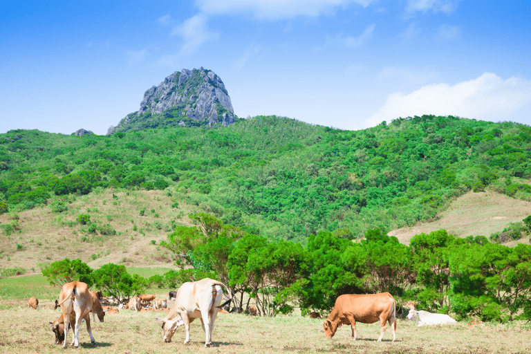 asia-taiwan-sajianshan-mountain-range-cows