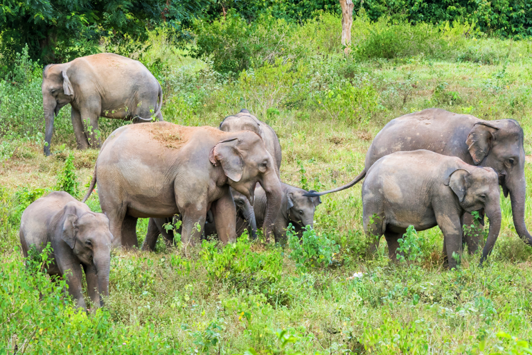 asia-thailand-elephant-safari