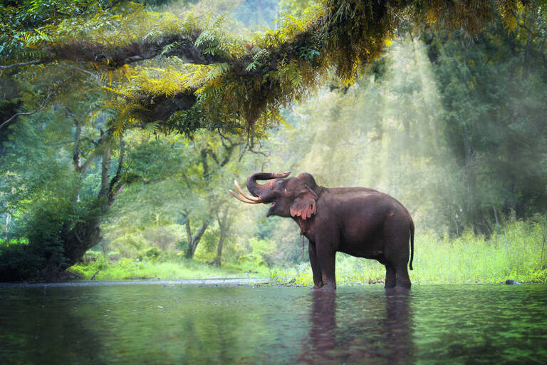 asia-thailand-elephant-wild