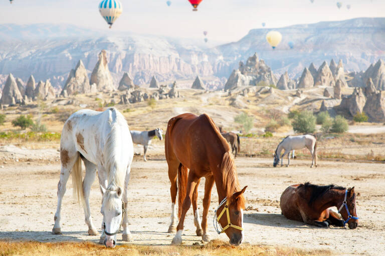 asia-turkey-cappadocia-horses