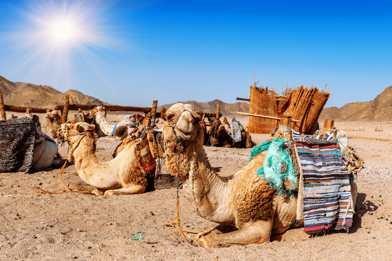 asia-united-arabic-emirates-dubai-camel-dessert