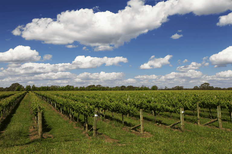 australia-coonawara-estate-wine