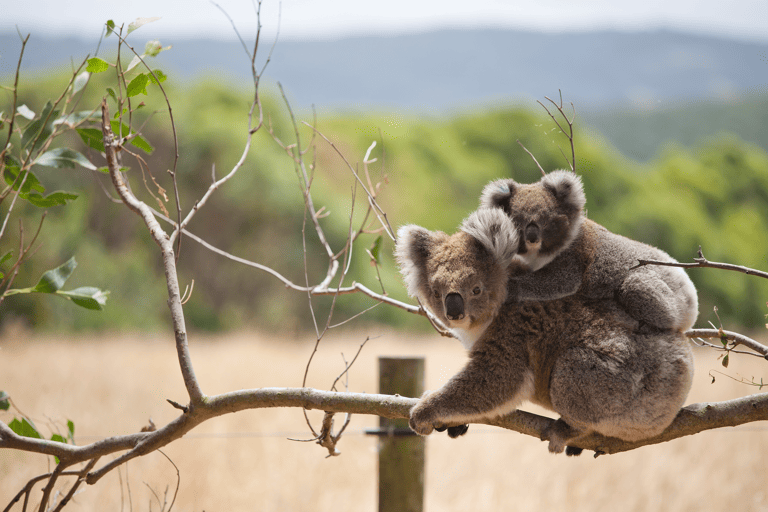 australia-koala-mum-and-child