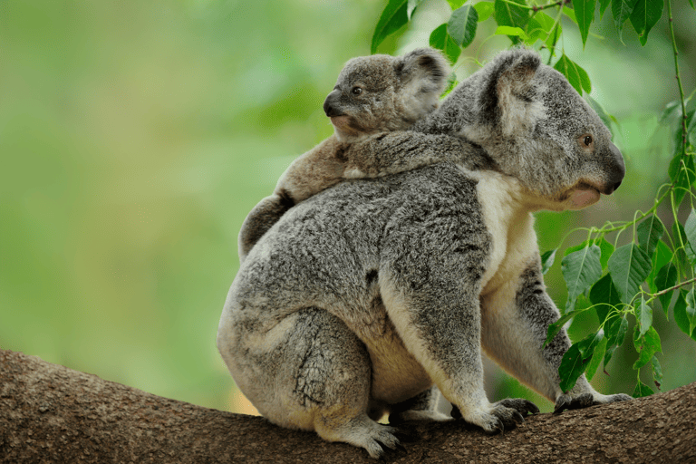 australia-koalas