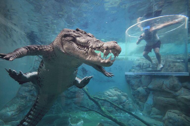 australia-northern-territory-darwin-crocosaurus-cage-of-death-crocodile