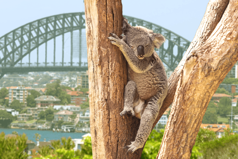 australia-sydney-taronga-zoo-koala-bridge