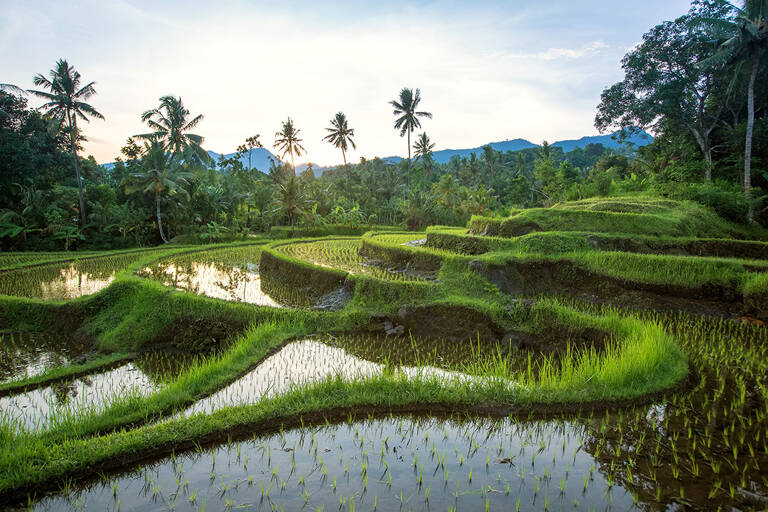 bali-ricefield-rice-mountains
