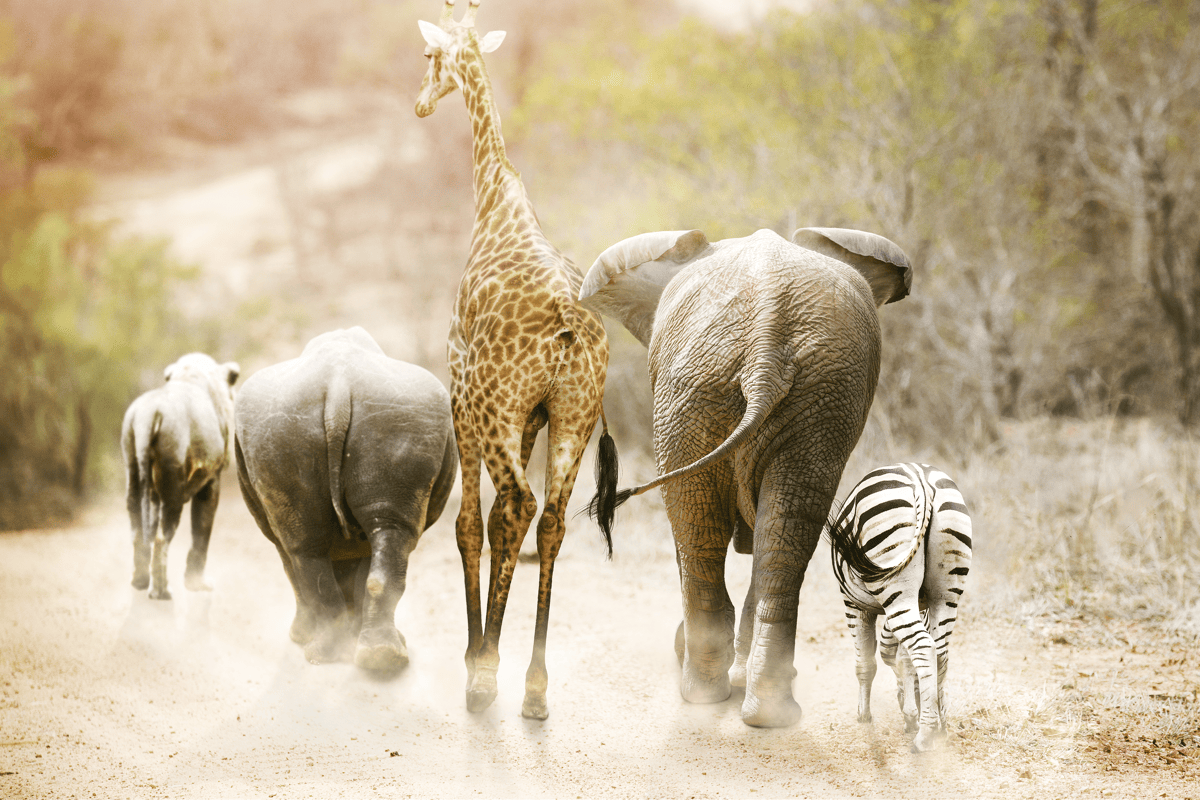 Hoe je verantwoord de toerist uithangt in Zuid-Afrika