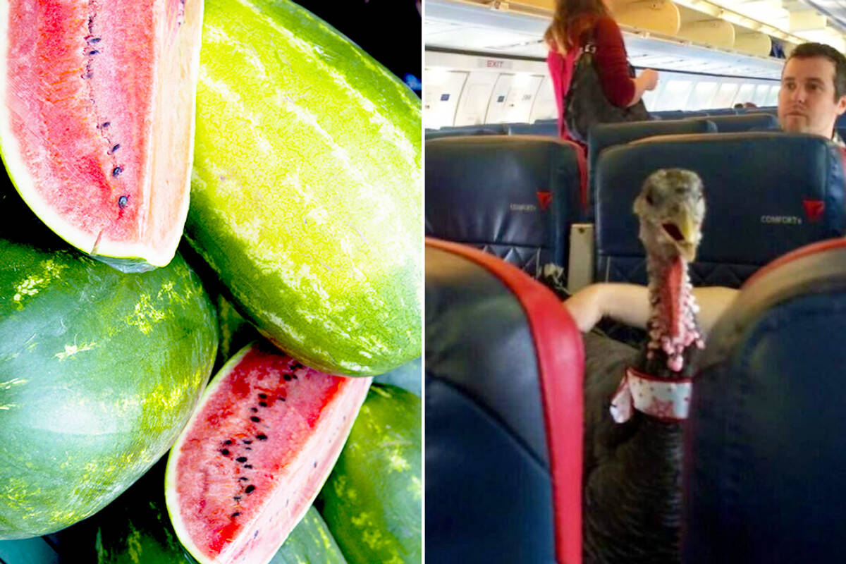 Craziest things seen inside a plane