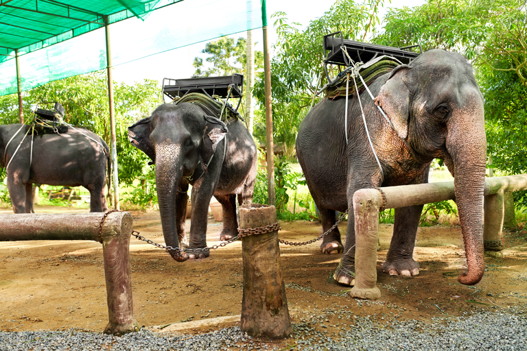 blog-tourist-africa-elephant-riding-ready