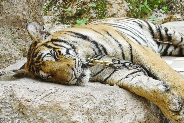 blog-tourist-africa-tiger-chained