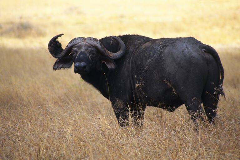 buffel