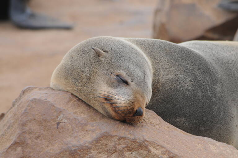 cape-cross-seal