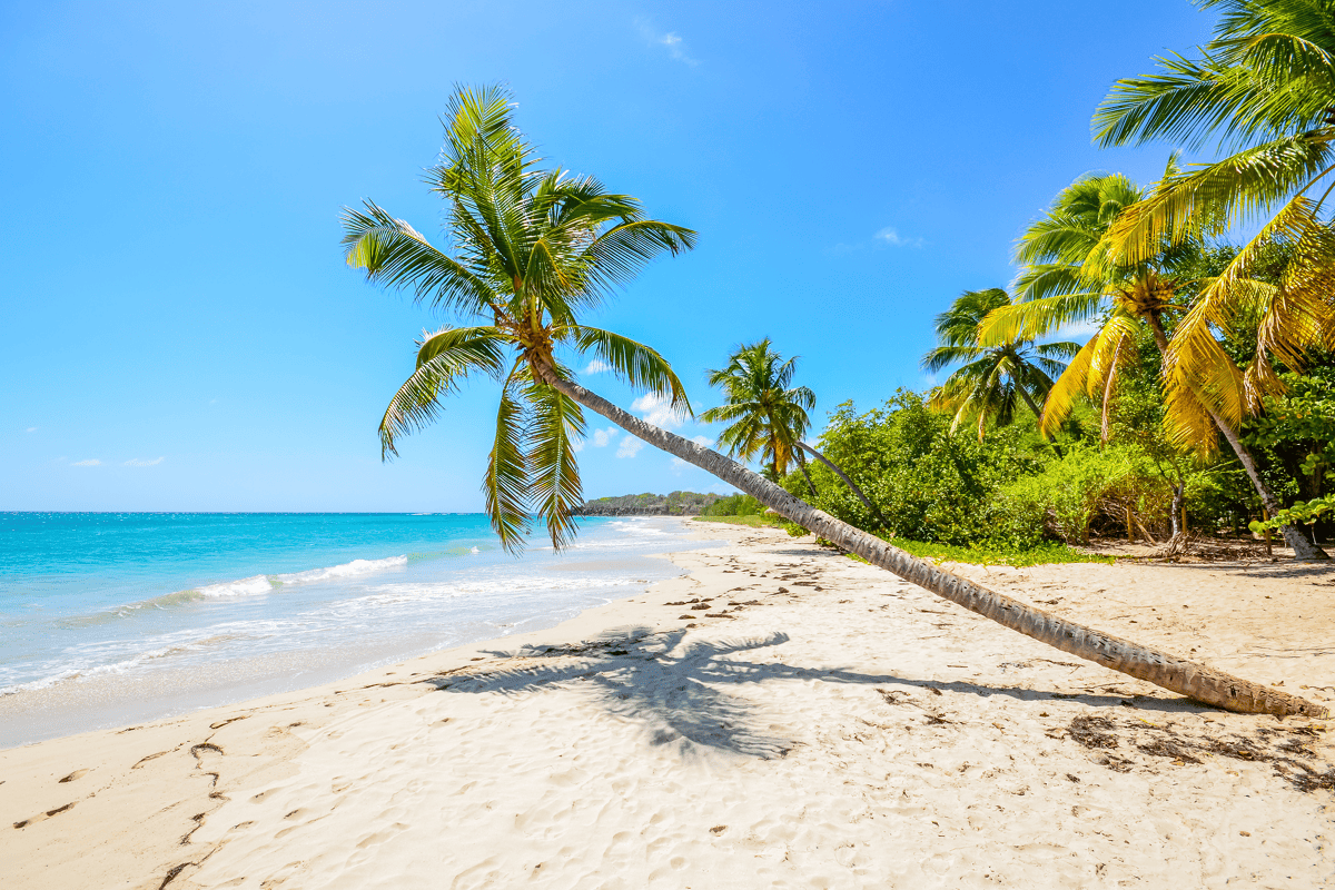 Overwinteren in het Nederlands Caribisch gebied