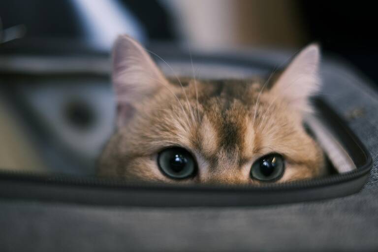 cat-cabin-flight-travel