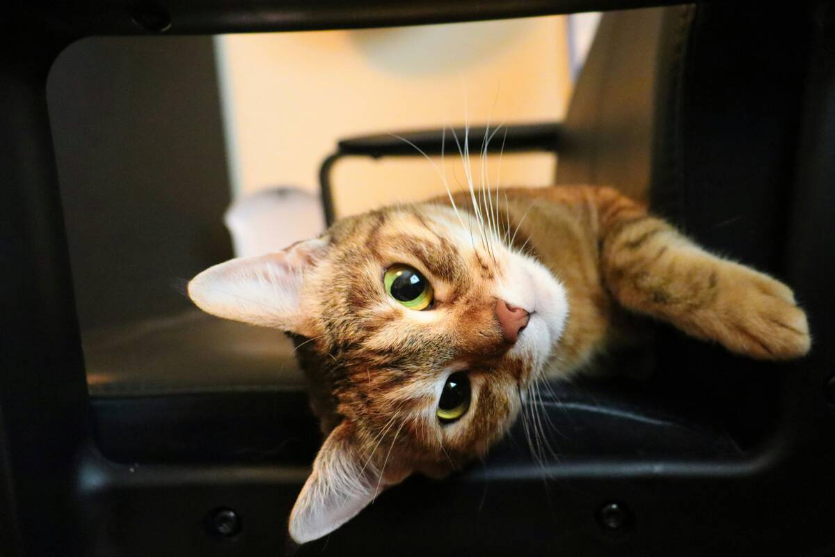 Met je kat in het vliegtuig: regels, tips en wat je moet weten