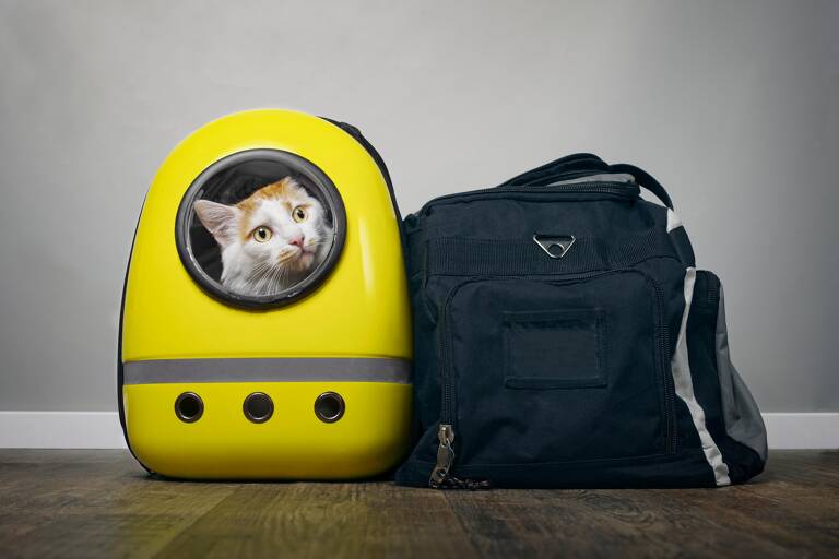 cat-in-travel-carrier