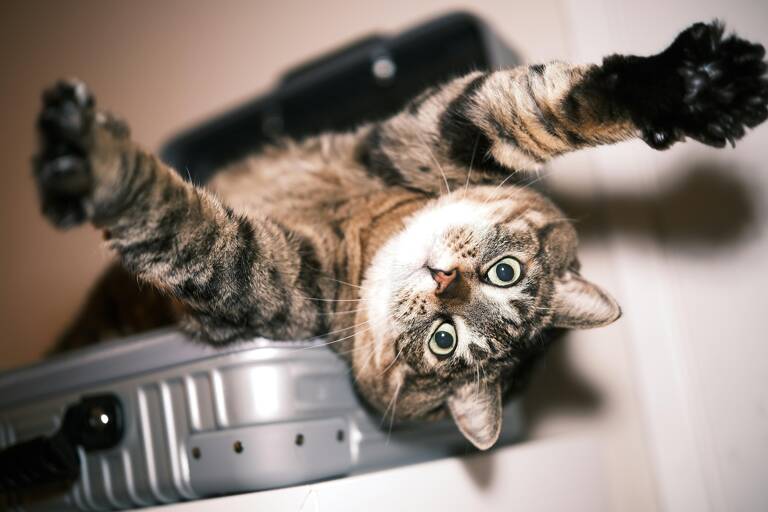 cat-plane-suitcase-travel-tips