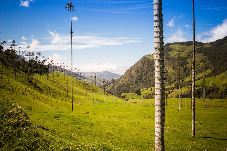 cocora-valley