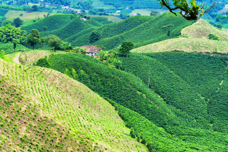 coffee-fields