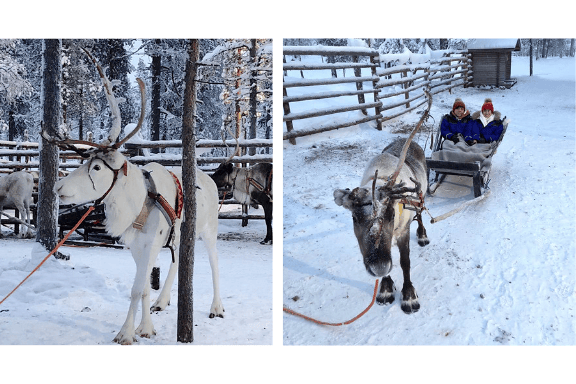 ctsg-10daysfinland-reindeer