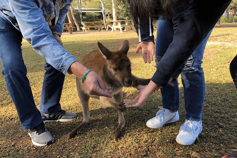 ctsg-blog-sydneyfamily-joey