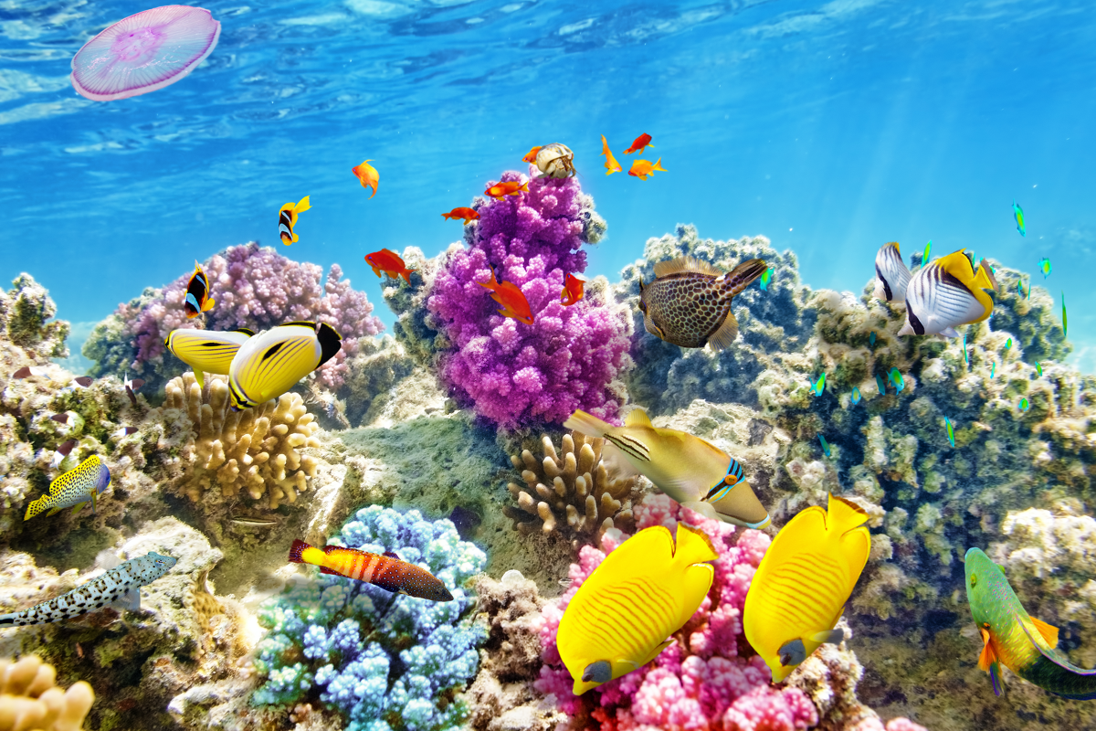 Best Places To Get Your Diving Licence