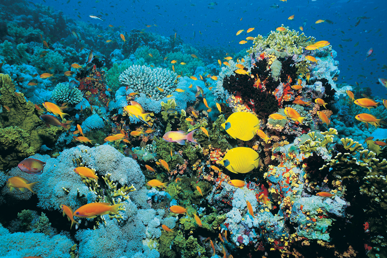 diving-underwater-colorful-fishes