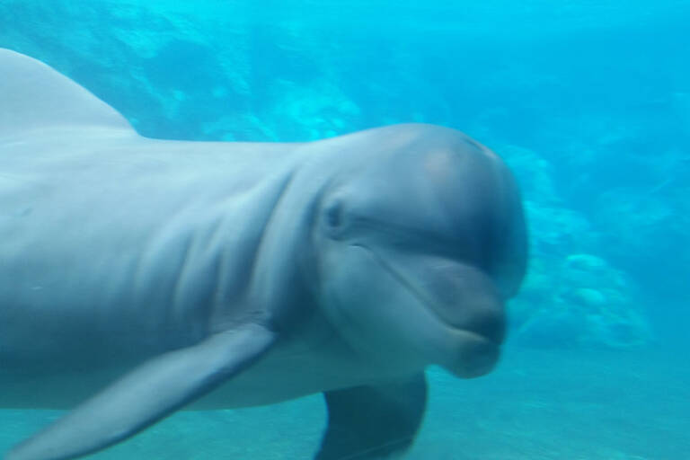 dolphin