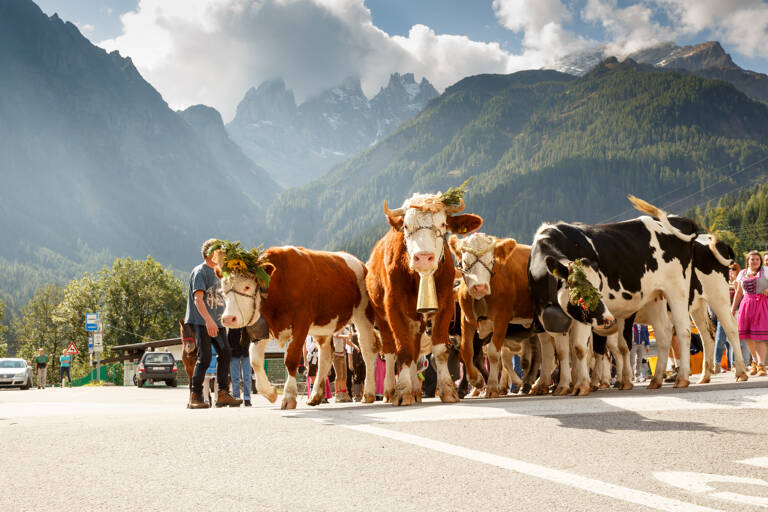 europe-austria-zimmertal-cows