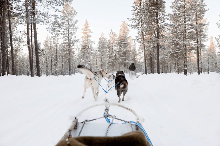 europe-finland-lapland-snow-landscape-during-husky-ride