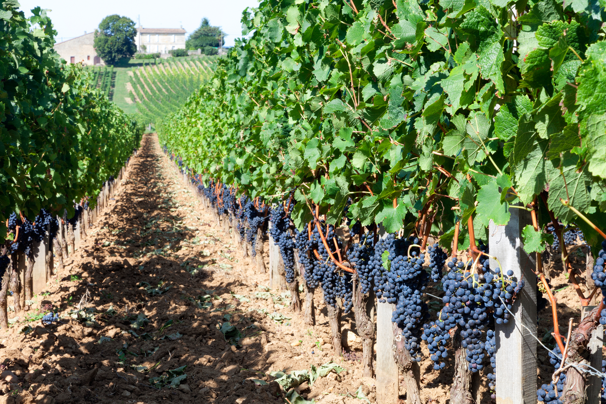 Les meilleurs vins d'Europe