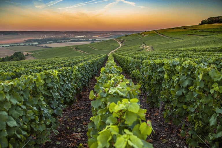 europe-france-champagne-ardenne-vineyard