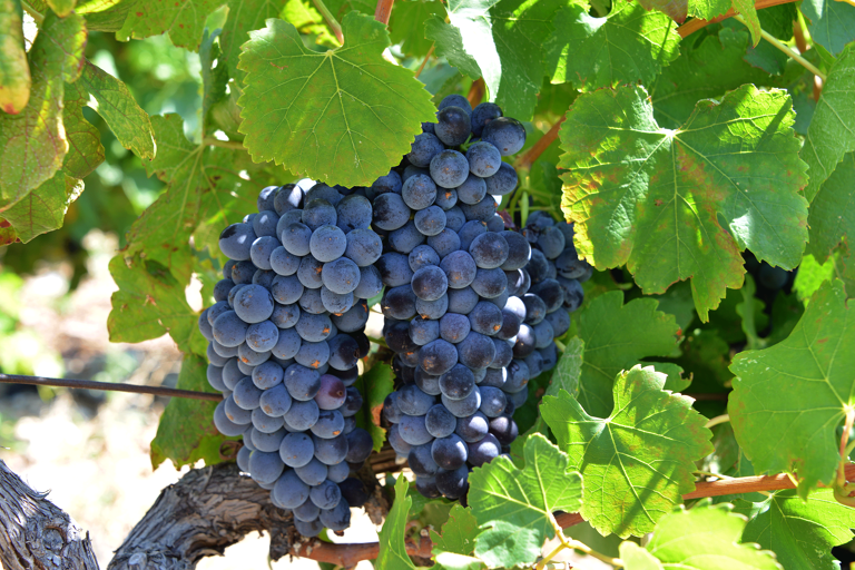 europe-france-cote-du-rhone-gard-syrah-grapes