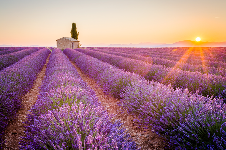 europe-france-provence-lavender-fields